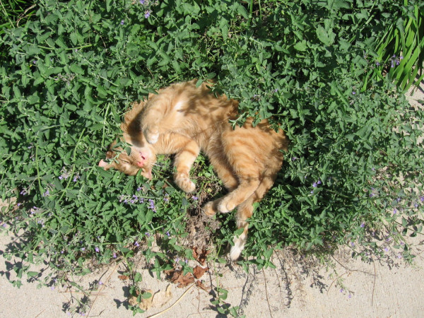 Οι γάτες τρελαίνονται για μαγιοβότανο: Τι ρόλο παίζουν οι εντομοαποωθητικές ιδιότητες του φυτού σύμφωνα με νέα μελέτη