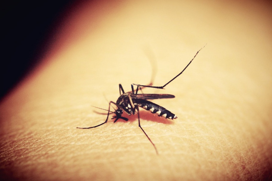 Κουνούπια: Πώς θα τα κρατήσεις μακριά αυτό το καλοκαίρι