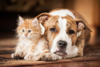 Σκύλος και γάτα στο ίδιο σπίτι; 8 τρόποι για να το πετύχετε