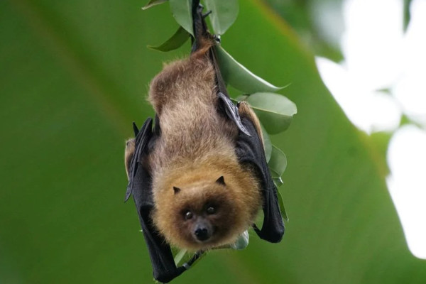 Πολύ συχνή η μετάδοση κορονοϊών SARS από νυχτερίδες σε ανθρώπους