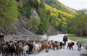 Θεσσαλονίκη: Τα δύο κλειδιά για την προστασία των ζώων από την ευλογιά των προβάτων