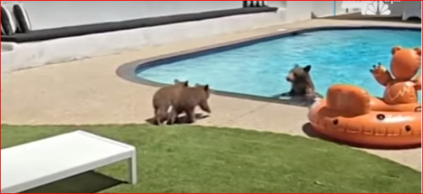 Βίντεο με μαμά αρκούδα να δροσίζεται στην πισίνα σπιτιού, στην Καλιφόρνια - Τα μωρά της δίστασαν...