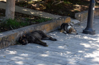 Πρωτοβουλία Πέτσα για πρόγραμμα στειρώσεων αδέσποτων ζώων με παράλληλη χρηματοδότηση Δήμων