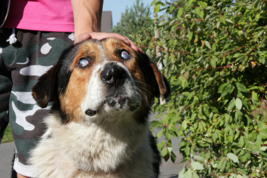 Η πρώτη γονιδιακή θεραπεία της συγγενούς στάσιμης νυχτερινής τύφλωσης σε σκύλους δίνει ελπίδες και για τους ανθρώπους