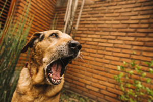 Επιθετικότητα σκύλων: Ο ρόλος της συμπεριφοράς των ανθρώπων στα κουτάβια