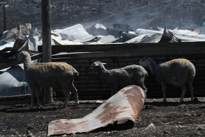 Σύσκεψη στη Λαμία για την ευλογιά των προβάτων - Οι αποφάσεις που ελήφθησαν