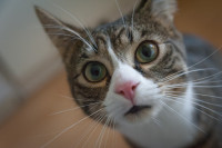 Γάτος κόλλησε κορονοϊό από άνθρωπο στο Βέλγιο