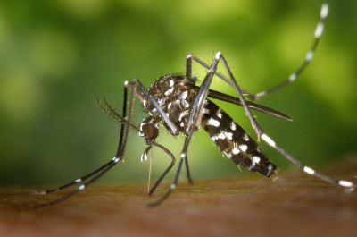 Αλλεργία στο τσίμπημα κουνουπιού: Έτσι θα αναγνωρίσετε τα σημάδια