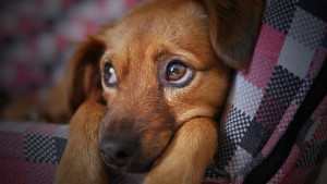 Πνευμονία των σκύλων: Πως θα καταλάβετε ότι έχει αρρωστήσει ο τετράποδος φίλος σας
