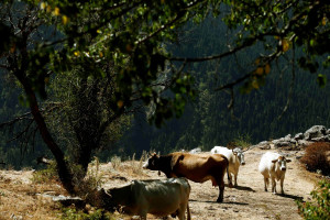 Ευρεία σύσκεψη φορέων στη Λέσβο για τα μέτρα βιοασφάλειας απέναντι στον αφθώδη πυρετό