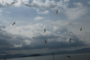 Ιός Δυτικού Νείλου: Πρώτο κρούσμα στην Ελλάδα για το 2026 - Στην Αγία Παρασκευή ο τόπος έκθεσης