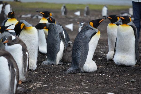 Ανταρκτική: Θανατηφόρο στέλεχος της γρίπης των πτηνών «θέρισε» 200 νεοσσούς πιγκουΐνους